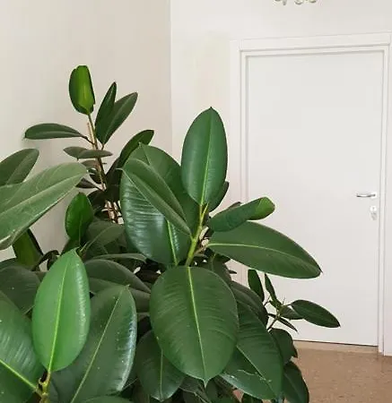 Angolo23 圣贝内代托-德尔特龙托